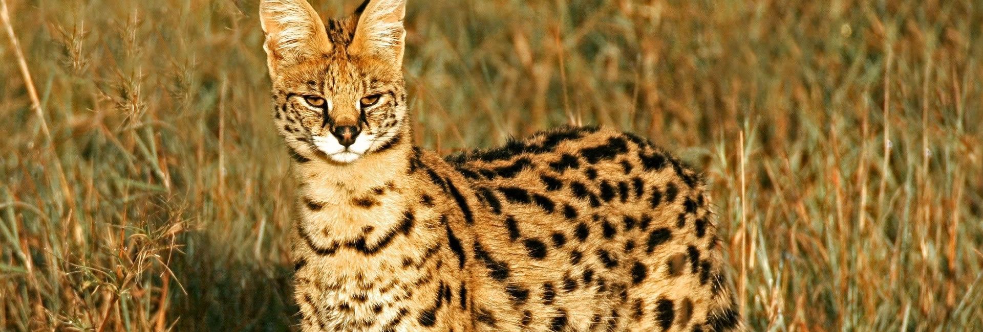 View the Serval Fact File