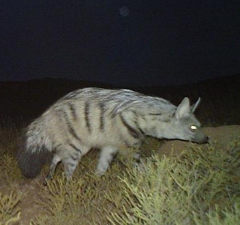 Aardwolf spotted at Karoo Predatours